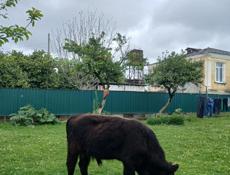 Бычок 🐂 продаётся