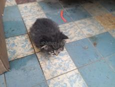 Отдаем котенка в хорошие руки