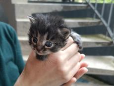 Отдаем котенка в хорошие руки