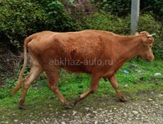 Продается   корова , 