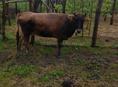 Продается корова 🐄 