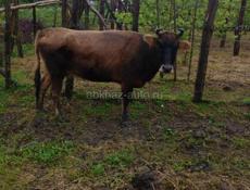 Продается корова 🐄 
