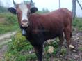 Продаётся 🐄