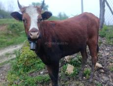 Продаётся 🐄