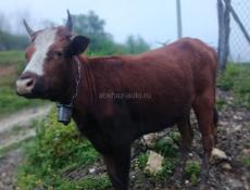 Продаётся 🐄