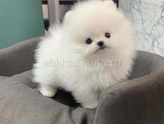 куплю шпица 
