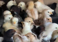 Продаются цыплята 🐥 по 200 р 20 дней ! Звонить но номеру телефона +79409934833
