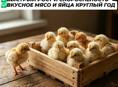 Редбро мясояичные цыплята 