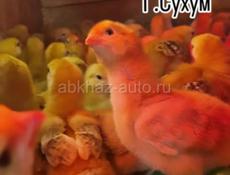 Редбро мясояичные цыплята 