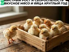 Редбро мясояичные цыплята 