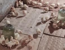 Продаю цыплят несушек им две недели 