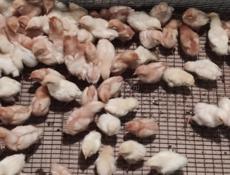 Продаю цыплят несушек им две недели 