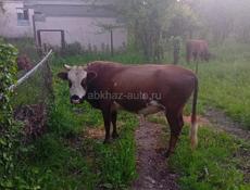 3,5 года 
