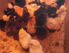 Продаю цыплят мясо-яичной породы 50 шт. 8000 р 