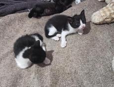 Котята