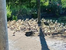  Продаются гусята р. Очамчира .с. илор все по телефону