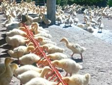  Продаются гусята р. Очамчира .с. илор все по телефону