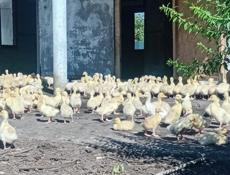  Продаются гусята р. Очамчира .с. илор все по телефону