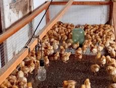 Продаются цыплята р. Очамчира .с. илор все по телефону