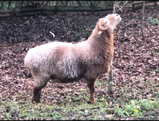 Баран 🐏 