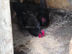 Продаются куры 