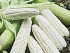 Продаются 🌽кукуруза белое рушени 