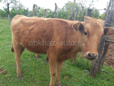 Продается бычок 50кг