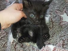 Срочно в добрые руки 