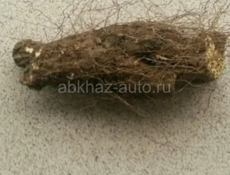 Адамов корень