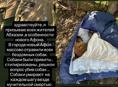 ТРАВЛЯ СОБАК 