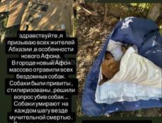 ТРАВЛЯ СОБАК 