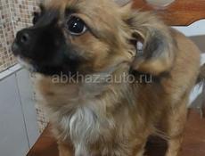 Продаём щенка чихуахуа 