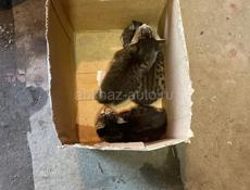 Отдам котят в добрые руки 
