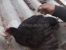 Продаются цыплята  