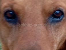 Куплю айфон 12 или 13