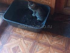 Милейшее создание! Девочка 2 мес