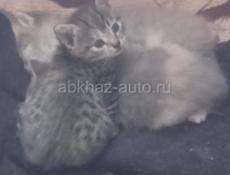 Милейшее создание! Девочка 2 мес