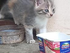 Само очарование