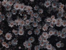 НАПИСАНИЕ КУРСОВЫХ, ДИПЛОМНЫХ