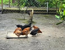 Продаётся цыплята