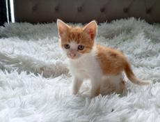 Котёнок в добрые руки