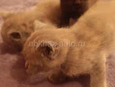 Отдам котят в добрые руки. Очень красивые