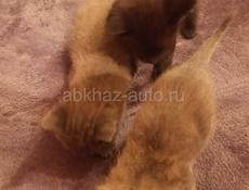 Отдам котят в добрые руки. Очень красивые