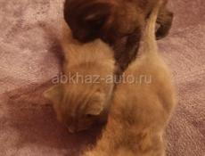Отдам котят в добрые руки. Очень красивые