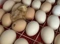 Продам инкубационное яйцо 