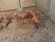 Продам инкубационное яйцо 