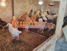 Продам инкубационное яйцо 