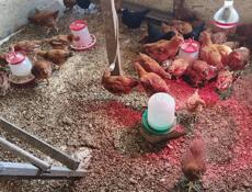 Продам инкубационное яйцо 