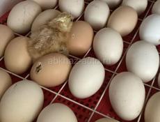 Продам инкубационное яйцо 