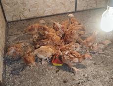 Продам инкубационное яйцо 
